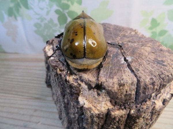 画像3: ☆新成虫☆マヤシロカブト♂60ミリ♀55ミリペア販売！！ (3)