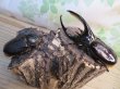 画像5: ☆新成虫☆ネプチューンオオカブト♂ーB101ミリ♀63ミリペア販売！！ (5)