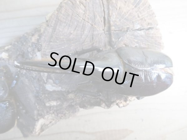 画像2: ☆新成虫☆ネプチューンオオカブト♂ーB101ミリ♀63ミリペア販売！！ (2)