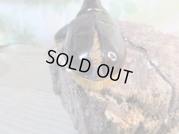 画像3: ☆新成虫☆ネプチューンオオカブト♂ーB101ミリ♀63ミリペア販売！！ (3)