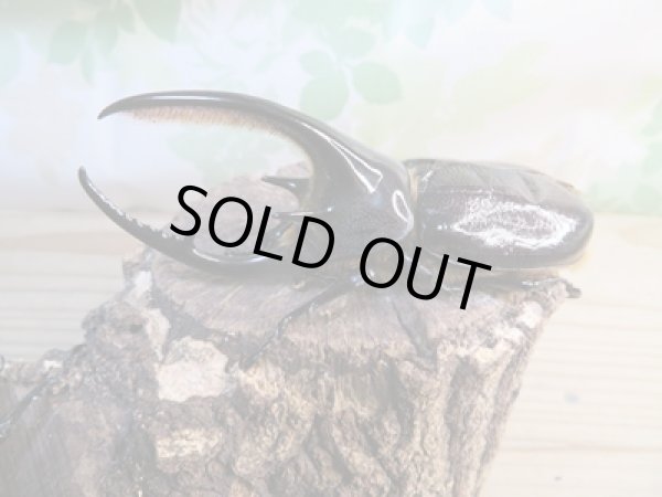 画像1: ☆新成虫☆ネプチューンオオカブト♂ーB101ミリ♀63ミリペア販売！！ (1)