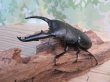 画像1: ☆新成虫☆パラワンオオヒラタクワガタ♂100ミリ♀50ミリペア＋♀49ミリ計3頭トリオ販売！！ (1)