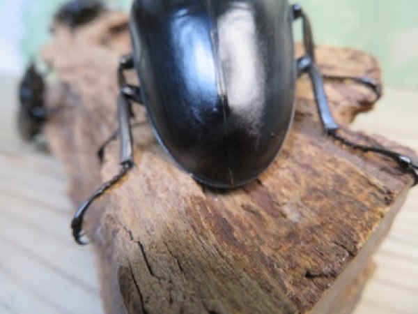 画像3: ☆新成虫☆パラワンオオヒラタクワガタ♂100ミリ♀50ミリペア＋♀49ミリ計3頭トリオ販売！！ (3)