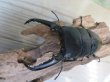 画像2: ☆新成虫☆パラワンオオヒラタクワガタ♂100ミリ♀50ミリペア＋♀49ミリ計3頭トリオ販売！！ (2)