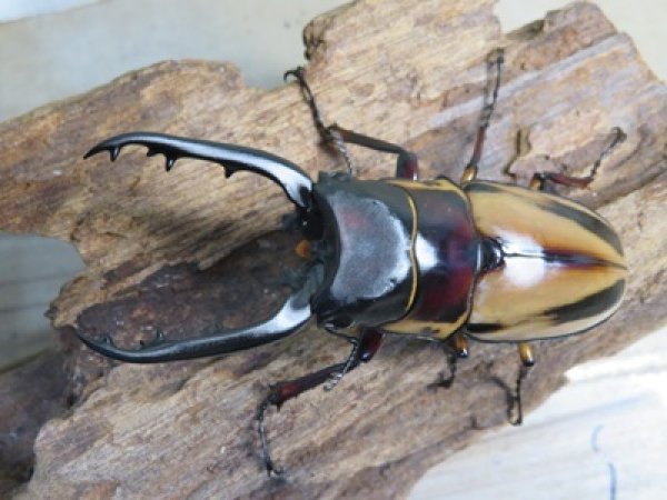 画像2: ☆新成虫☆ファブリースノコギリクワガタ（亜種タカクワイ）♂78ミリ♀38ミリペア＋♀37ミリ計3頭トリオ販売！！ (2)