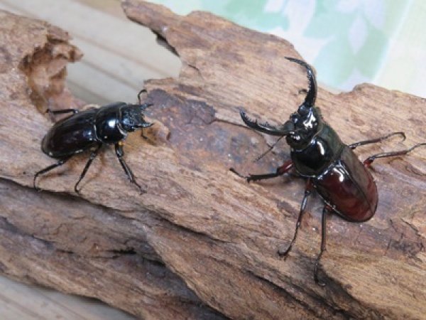 画像5: ☆美麗新成虫☆オーベルチュールクロツヤシカクワガタ♂44ミリ♀30ミリペア販売！！ (5)