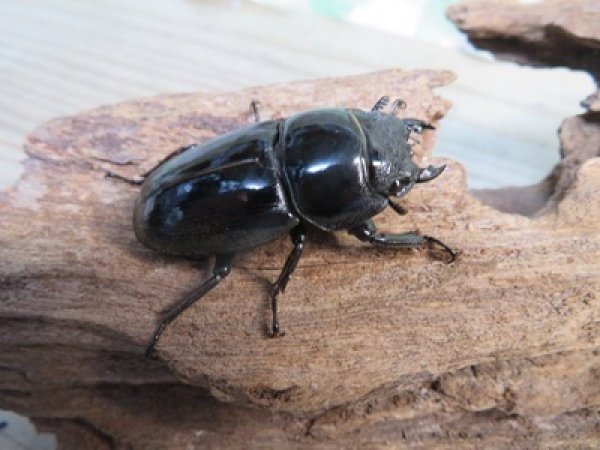 画像4: アチェ産☆WF1☆アルキデスヒラタクワガタ♂78ミリ♀40ミリペア販売！！ (4)