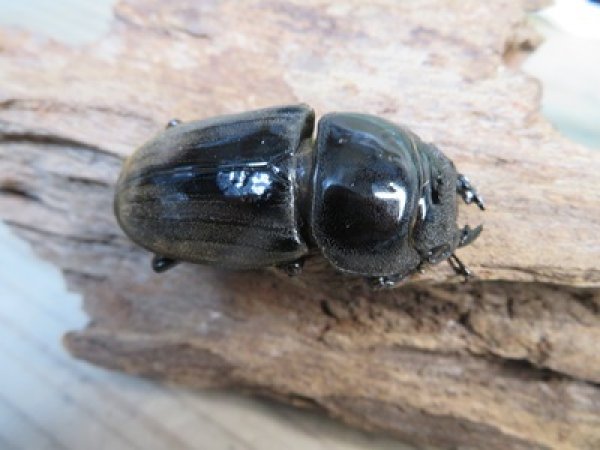 画像4: 新成虫☆西ジャワ産☆ダイオウヒラタクワガタ♂80ミリ♀44ミリペア販売！！ (4)