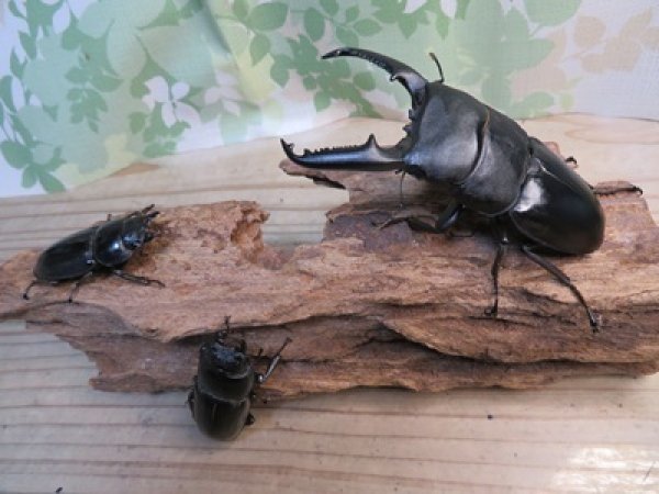 画像6: ☆新成虫☆パラワンオオヒラタクワガタ♂100ミリ♀50ミリペア＋♀49ミリ計3頭トリオ販売！！ (6)