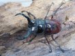 画像2: ☆美麗新成虫☆オーベルチュールクロツヤシカクワガタ♂44ミリ♀30ミリペア販売！！ (2)