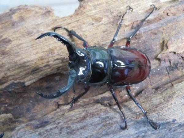 画像2: ☆美麗新成虫☆オーベルチュールクロツヤシカクワガタ♂44ミリ♀30ミリペア販売！！ (2)