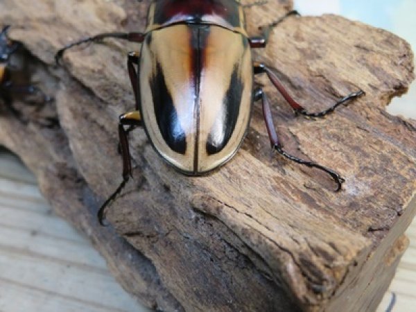 画像3: ☆新成虫☆ファブリースノコギリクワガタ（亜種タカクワイ）♂78ミリ♀38ミリペア＋♀37ミリ計3頭トリオ販売！！ (3)