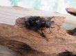 画像4: ☆新成虫☆ファブリースノコギリクワガタ（亜種タカクワイ）♂78ミリ♀38ミリペア＋♀37ミリ計3頭トリオ販売！！ (4)