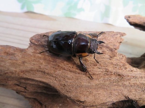 画像4: ☆新成虫☆ファブリースノコギリクワガタ（亜種タカクワイ）♂78ミリ♀38ミリペア＋♀37ミリ計3頭トリオ販売！！ (4)