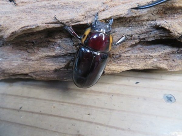 画像5: ☆新成虫☆ファブリースノコギリクワガタ（亜種タカクワイ）♂78ミリ♀38ミリペア＋♀37ミリ計3頭トリオ販売！！ (5)