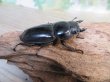 画像4: ☆新成虫☆パラワンオオヒラタクワガタ♂100ミリ♀50ミリペア＋♀49ミリ計3頭トリオ販売！！ (4)