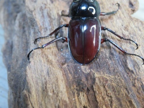 画像3: ☆美麗新成虫☆オーベルチュールクロツヤシカクワガタ♂44ミリ♀30ミリペア販売！！ (3)