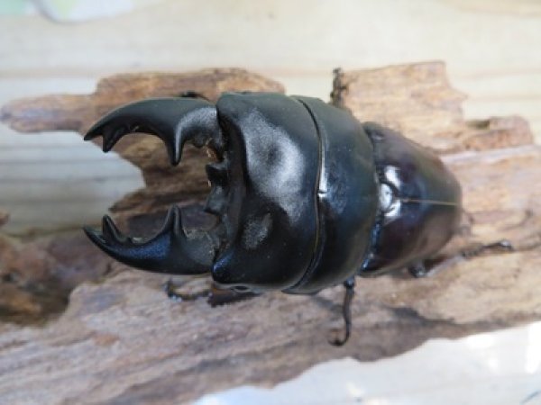 画像2: アチェ産☆WF1☆アルキデスヒラタクワガタ♂78ミリ♀40ミリペア販売！！ (2)