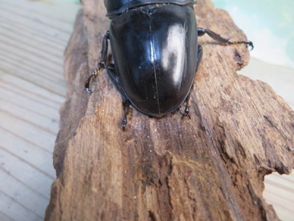 画像3: 新成虫☆西ジャワ産☆ダイオウヒラタクワガタ♂80ミリ♀44ミリペア販売！！ (3)