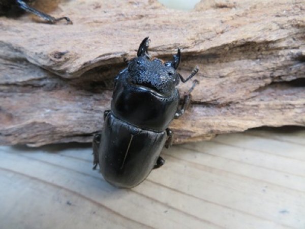 画像5: ☆新成虫☆パラワンオオヒラタクワガタ♂100ミリ♀50ミリペア＋♀49ミリ計3頭トリオ販売！！ (5)