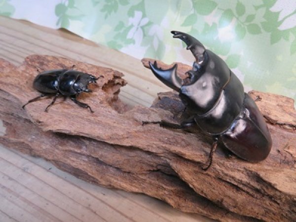 画像5: アチェ産☆WF1☆アルキデスヒラタクワガタ♂78ミリ♀40ミリペア販売！！ (5)