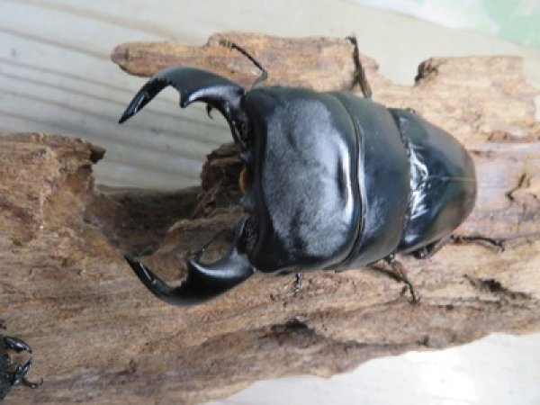 画像2: 新成虫☆西ジャワ産☆ダイオウヒラタクワガタ♂80ミリ♀44ミリペア販売！！ (2)
