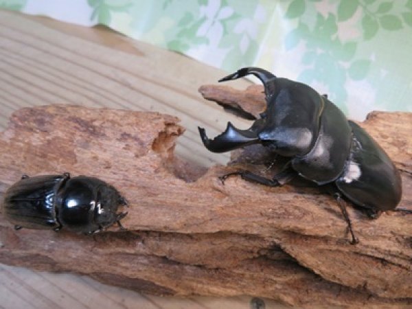 画像5: 新成虫☆西ジャワ産☆ダイオウヒラタクワガタ♂80ミリ♀44ミリペア販売！！ (5)