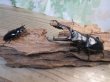 画像5: ☆新成虫☆ギラファノコギリクワガタ（原名亜種）♂92ミリ♀42ミリペア販売！！ (5)