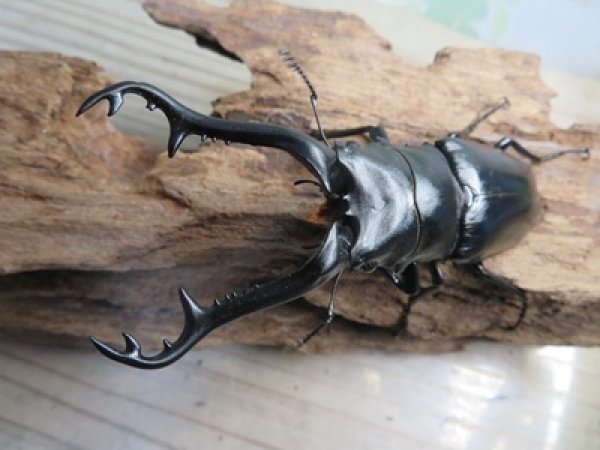 画像2: ☆新成虫☆ギラファノコギリクワガタ（原名亜種）♂92ミリ♀42ミリペア販売！！ (2)