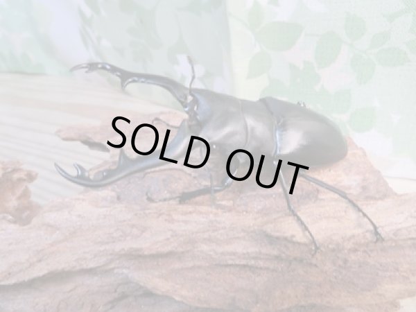 画像1: ☆新成虫☆ギラファノコギリクワガタ（亜種ポロブドゥール）♂92ミリ♀フリーサイズペア販売！！ (1)