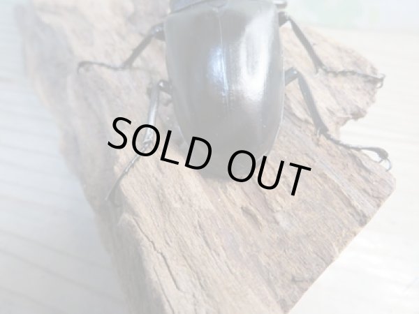 画像3: ☆新成虫☆ギラファノコギリクワガタ（亜種ポロブドゥール）♂90ミリ♀フリーサイズペア販売！！ (3)