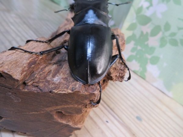 画像3: ☆新成虫☆ギラファノコギリクワガタ（亜種ポロブドゥール）♂92ミリ♀フリーサイズペア販売！！ (3)