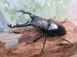 画像1: ☆新成虫☆ギラファノコギリクワガタ（亜種ポロブドゥール）♂90ミリ♀フリーサイズペア販売！！ (1)