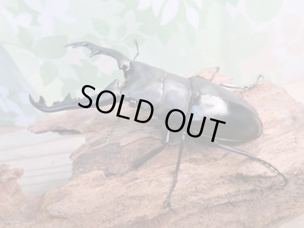 画像1: ☆新成虫☆ギラファノコギリクワガタ（亜種ポロブドゥール）♂90ミリ♀フリーサイズペア販売！！ (1)