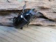 画像5: ☆大型新成虫☆ギラファノコギリクワガタ（亜種ダイスケ）♂108ミリ♀54ミリペア＋♀48ミリ計3頭トリオ販売！！ (5)
