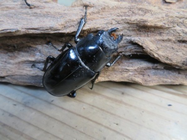 画像5: ☆大型新成虫☆ギラファノコギリクワガタ（亜種ダイスケ）♂108ミリ♀54ミリペア＋♀48ミリ計3頭トリオ販売！！ (5)