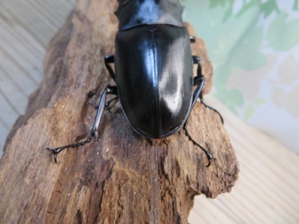 画像3: ☆新成虫☆ギラファノコギリクワガタ（亜種ポロブドゥール）♂89ミリ♀フリーサイズペア販売！！ (3)