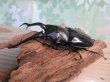 画像1: ☆大型新成虫☆ギラファノコギリクワガタ（亜種ダイスケ）♂108ミリ♀54ミリペア＋♀48ミリ計3頭トリオ販売！！ (1)