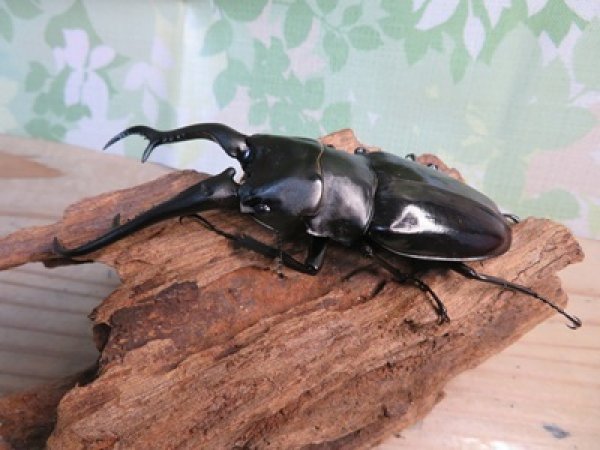 画像1: ☆大型新成虫☆ギラファノコギリクワガタ（亜種ダイスケ）♂108ミリ♀54ミリペア＋♀48ミリ計3頭トリオ販売！！ (1)