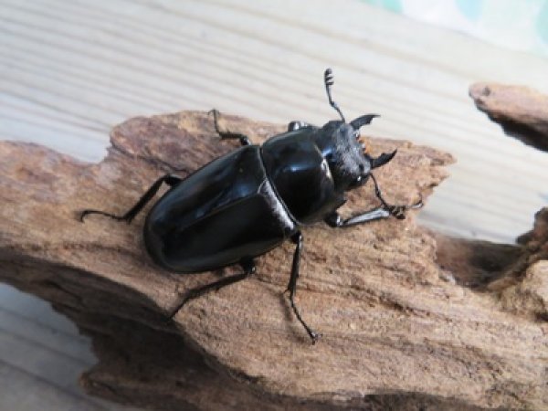 画像4: ☆新成虫☆ギラファノコギリクワガタ（亜種ポロブドゥール）♂86ミリ♀フリーサイズペア販売！！ (4)