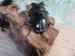 画像3: ☆大型新成虫☆ギラファノコギリクワガタ（亜種ダイスケ）♂108ミリ♀54ミリペア＋♀48ミリ計3頭トリオ販売！！ (3)