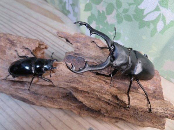 画像5: ☆新成虫☆ギラファノコギリクワガタ（亜種ポロブドゥール）♂92ミリ♀フリーサイズペア販売！！ (5)
