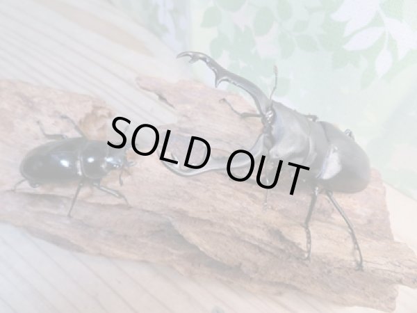 画像5: ☆新成虫☆ギラファノコギリクワガタ（亜種ポロブドゥール）♂92ミリ♀フリーサイズペア販売！！ (5)