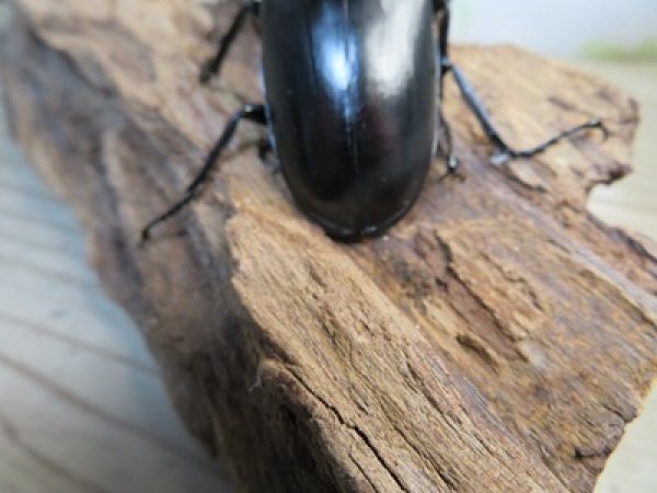 画像3: ☆新成虫☆ギラファノコギリクワガタ（亜種ポロブドゥール）♂86ミリ♀フリーサイズペア販売！！ (3)