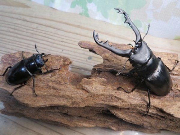 画像5: ☆新成虫☆ギラファノコギリクワガタ（亜種ポロブドゥール）♂86ミリ♀フリーサイズペア販売！！ (5)