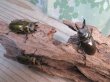 画像6: 稀少産地☆WF3☆モセリオウゴンオニクワガタ♂48ミリ♀45ミリペア＋♀44ミリ計3頭トリオ販売！！ (6)