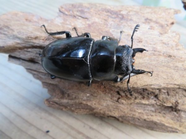 画像4: ☆新成虫☆ギラファノコギリクワガタ（亜種ポロブドゥール）♂92ミリ♀フリーサイズペア販売！！ (4)