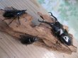 画像6: ☆大型新成虫☆ギラファノコギリクワガタ（亜種ダイスケ）♂108ミリ♀54ミリペア＋♀48ミリ計3頭トリオ販売！！ (6)