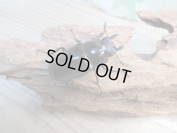 画像4: ☆新成虫☆ギラファノコギリクワガタ（亜種ポロブドゥール）♂90ミリ♀フリーサイズペア販売！！ (4)