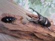 画像5: ☆新成虫☆ギラファノコギリクワガタ（亜種ポロブドゥール）♂89ミリ♀フリーサイズペア販売！！ (5)